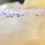 Lemon Lavender Margarita